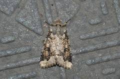 Orthosia limbata