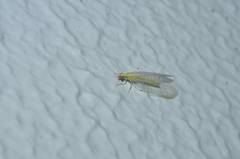 Chrysoperla nipponensis