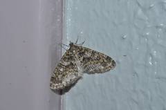 Esakiopteryx volitans