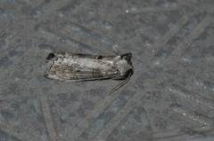 Neoploca arctipennis