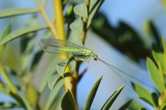 Plesiochrysa ramburi