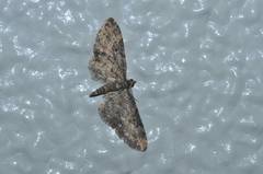 Eupithecia signigera
