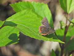 Heliophorus