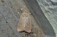 Orthosia paromoea