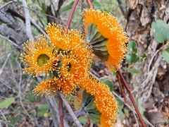 Eucalyptus chartaboma