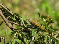 Pycnonotus flavescens
