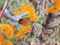 Eucalyptus chartaboma