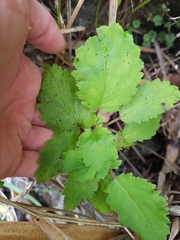 Jovellana sinclairii