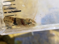 Cambarus girardianus