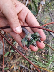 Eucalyptus chartaboma