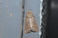 Orthosia paromoea