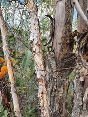 Eucalyptus chartaboma