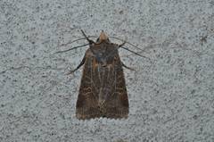 Rhynchaglaea scitula