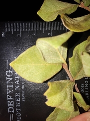 Vangueria dryadum