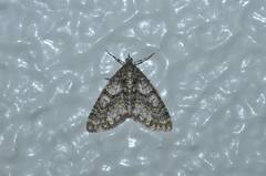 Esakiopteryx volitans