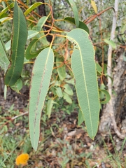 Eucalyptus chartaboma