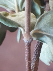 Vangueria dryadum