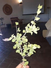 Vangueria dryadum