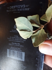 Vangueria dryadum