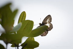 Gerosis phisara