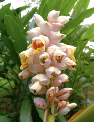 Alpinia hainanensis