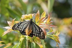 Papilio agestor