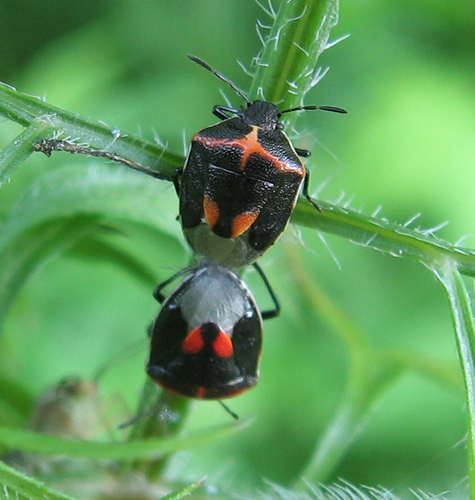 Twice-stabbed Stink Bug