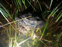 Lithobates areolatus