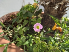 Oxalis