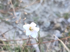Wahlenbergia albomarginata