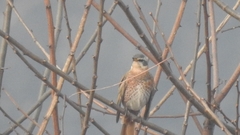 Turdus eunomus × naumanni