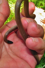 Aparallactus capensis