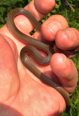 Aparallactus capensis