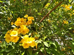 Magnoliopsida