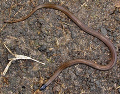 Aparallactus capensis