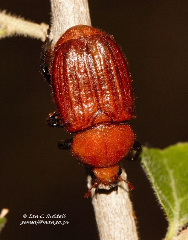 Myodermum