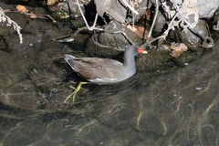 Gallinula chloropus