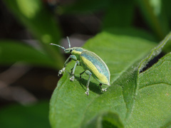 Chlorophanus viridis