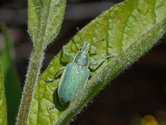Chlorophanus viridis
