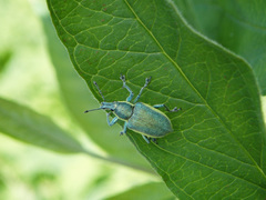 Chlorophanus viridis