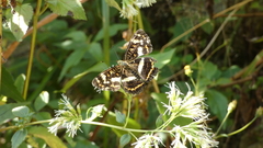 Araschnia prorsoides