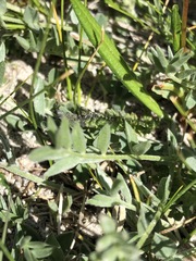 Oxytropis songorica