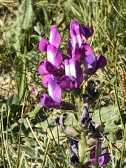Oxytropis songorica