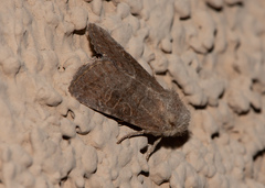 Protorthodes rufula