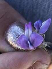 Oxytropis songorica