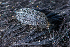 Thanatophilus rugosus