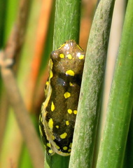 Hyperolius marmoratus marmoratus