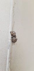 Oncocnemidinae