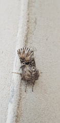 Oncocnemidinae