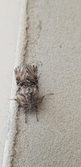 Oncocnemidinae